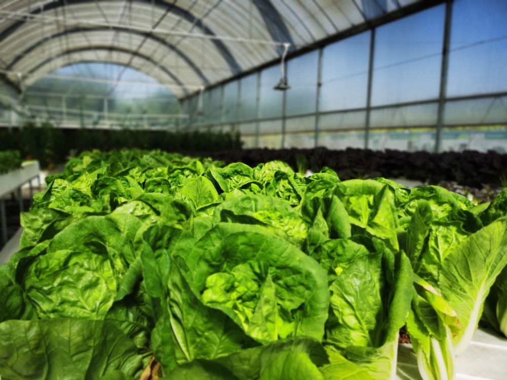 尊龙凯时人生就是搏光电植物灯事业部的产品用于蔬菜种植