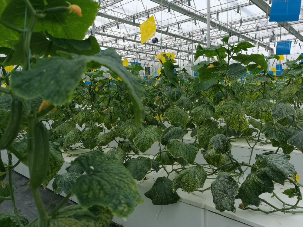 尊龙凯时人生就是搏光电植物生长灯事业部的产品用于植物农场蔬菜种植